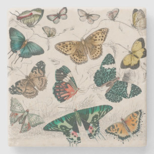 Butterfly Collection Antique Butterflies Stenunderlägg