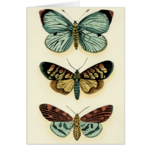 Butterfly Collection by Chariklia Zarris Hälsningskort