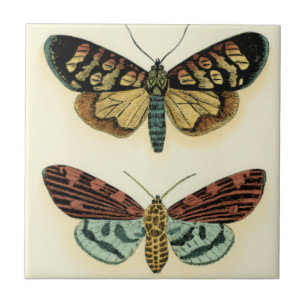 Butterfly Collection by Chariklia Zarris Kakelplatta