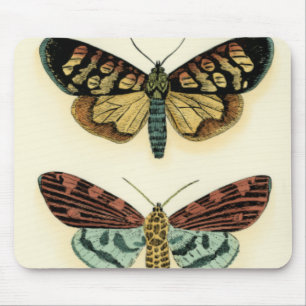 Butterfly Collection by Chariklia Zarris Musmatta