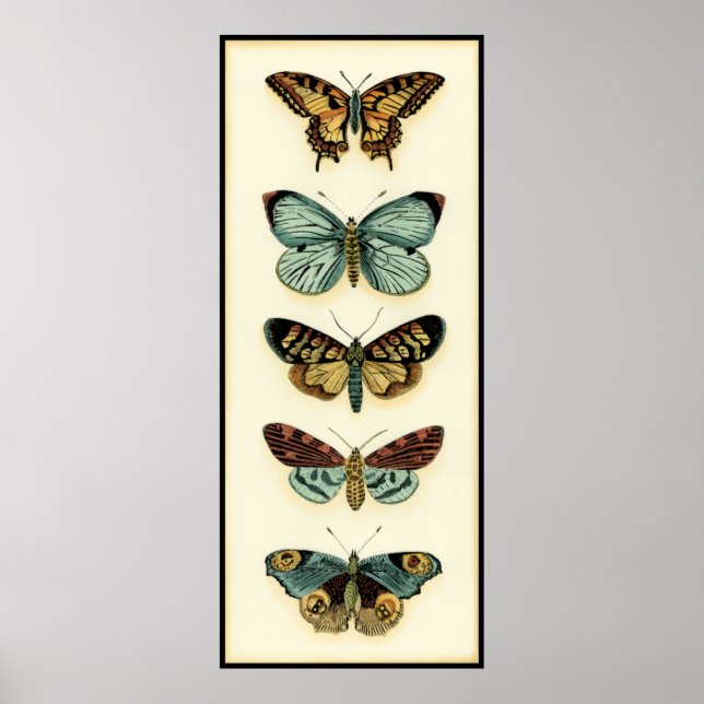 Butterfly Collection by Chariklia Zarris Poster (Framsidan)