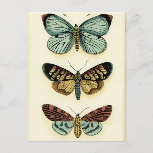 Butterfly Collection by Chariklia Zarris Vykort (Framsida)