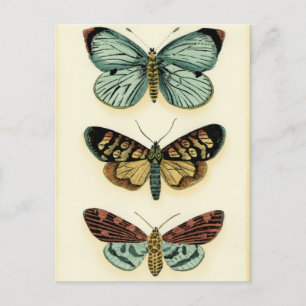 Butterfly Collection by Chariklia Zarris Vykort
