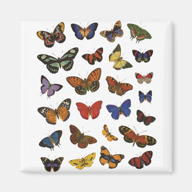 Butterfly Collection Magnet (Framsidan)