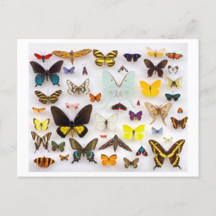 Butterfly Collection Vykort