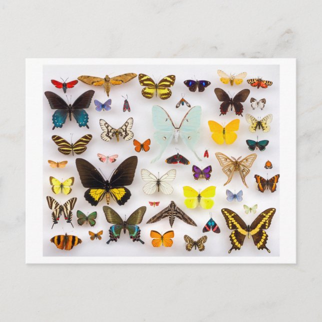 Butterfly Collection Vykort (Framsida)