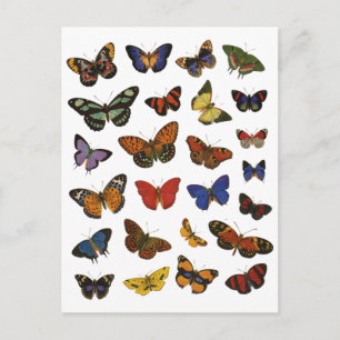 Butterfly Collection Vykort