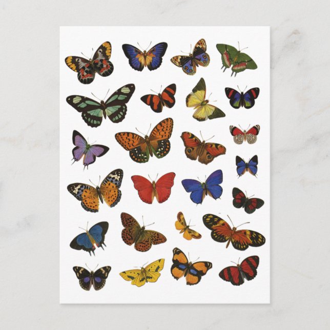 Butterfly Collection Vykort (Framsida)