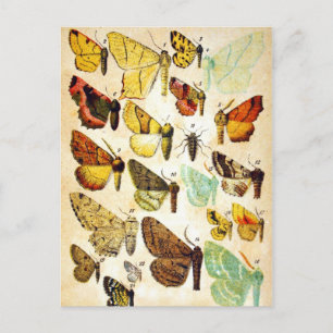 Butterfly Collection Vykort