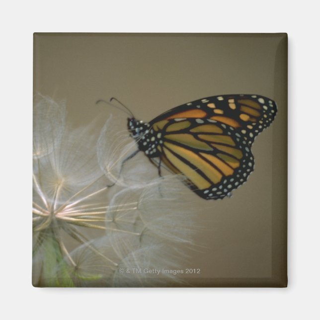 Butterfly-dandelion Magnet (Framsidan)