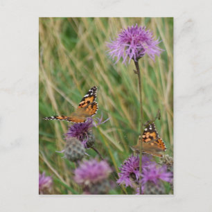 Butterfly Dreams Postcard Vykort