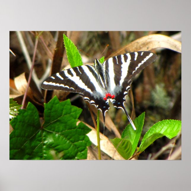 Butterfly Dreams Poster (Framsidan)