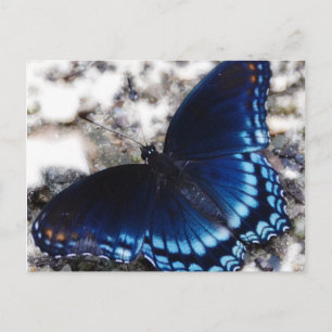 Butterfly-effekt Vykort