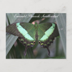 Butterfly Emerald Peacock Swallowtail # 2 Vykort