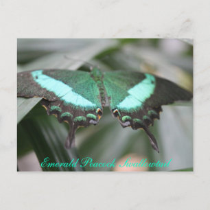 Butterfly Emerald Peacock Swallowtail # 3 Vykort