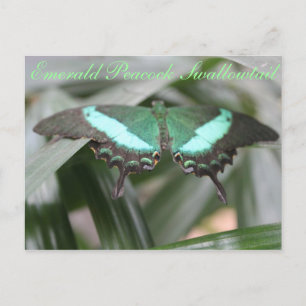 Butterfly Emerald Peacock Swallowtail # 5 Vykort