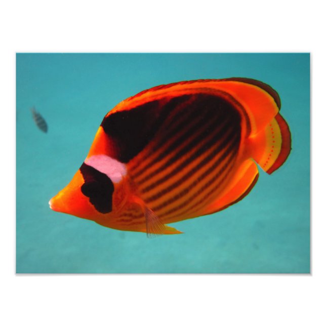 Butterfly Fish Fototryck (Framsidan)