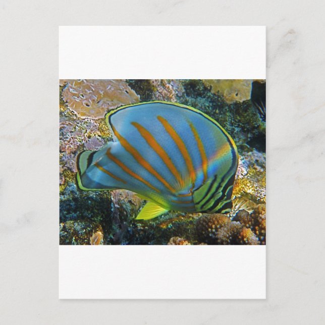 Butterfly Fish Vykort (Framsida)