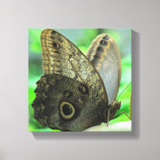 Butterfly Floral  Canvas Print