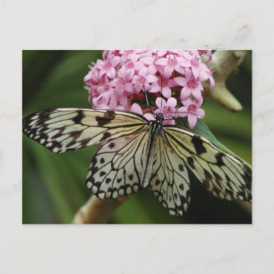 Butterfly Flowers 2 Vykort