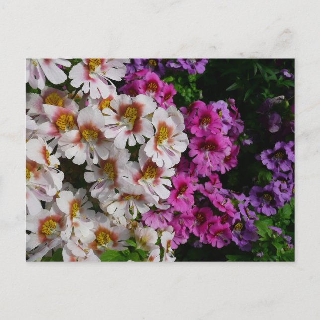 Butterfly Flowers White Rosa och Lila Vykort (Framsida)