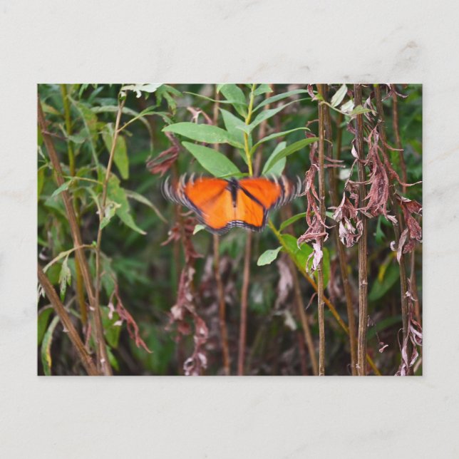 Butterfly Fluttering in Reeds Postcard Vykort (Framsida)