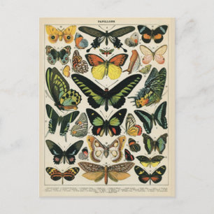 Butterfly för naturhistorik vykort