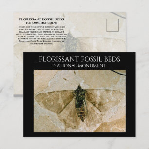 Butterfly Fossil, Florisgent Fossil Beds, Wyoming Vykort