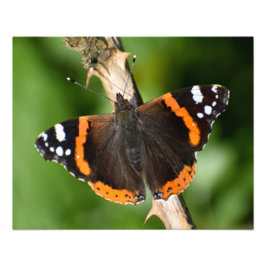 Butterfly Fototryck