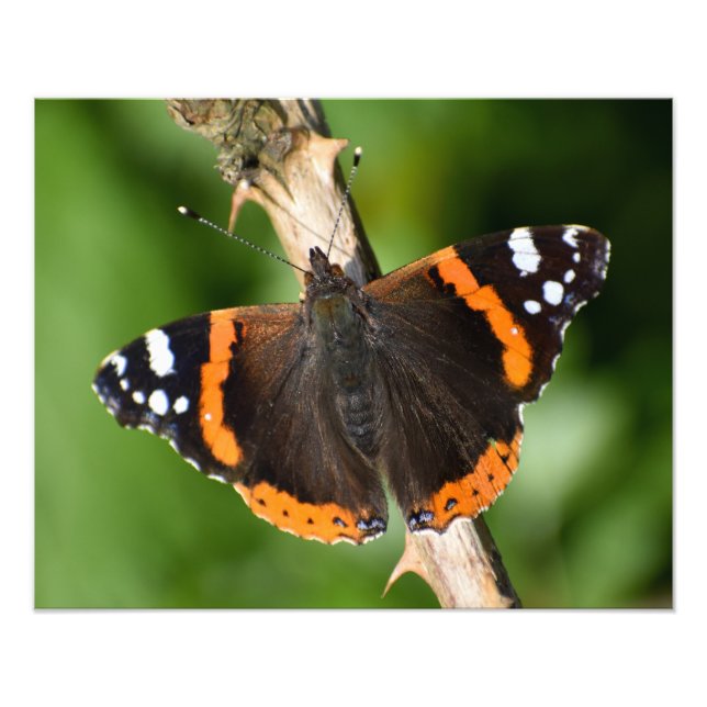 Butterfly Fototryck (Framsidan)