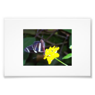 Butterfly Fototryck