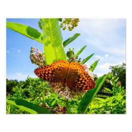 butterfly fototryck