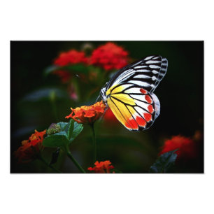 Butterfly Fototryck