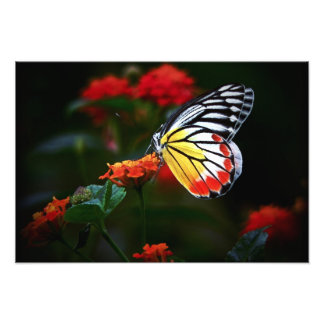 Butterfly Fototryck