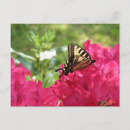 Butterfly från Azalea Nature Blommigt Postcard Vykort