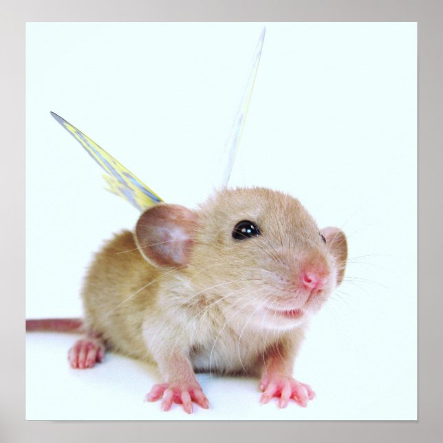 Butterfly från baby Råtta Poster (Framsidan)