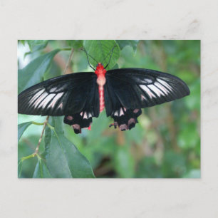 Butterfly från fladdermus Vinge Vykort