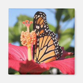 Butterfly från Hibiscus Magnet