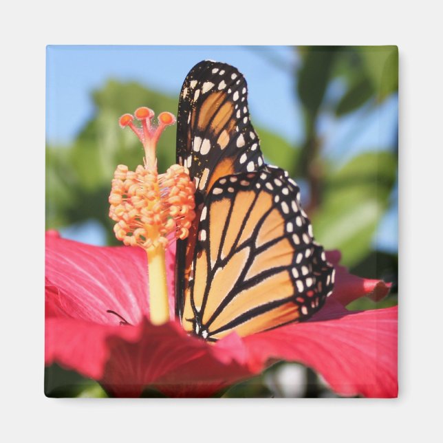 Butterfly från Hibiscus Magnet (Framsidan)