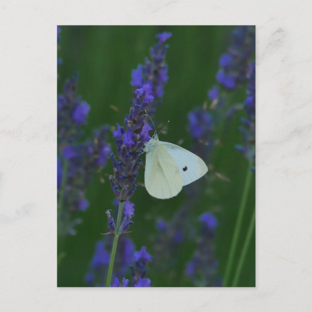 Butterfly från Lavender Postcard Helg Vykort (Framsida)
