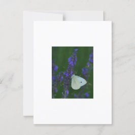 Butterfly från Lavender Postcard Vykort