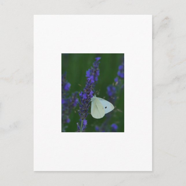 Butterfly från Lavender Postcard Vykort (Framsida)