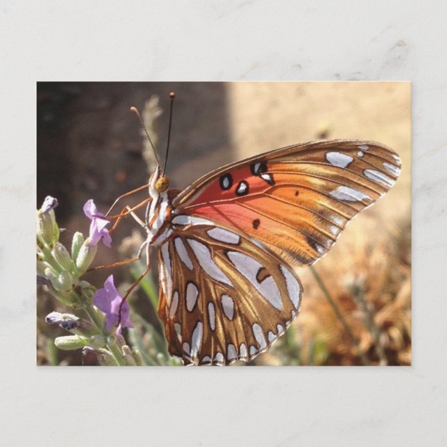 Butterfly från Lavender Postcard Vykort (Framsida)