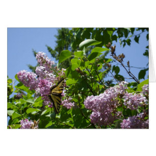 Butterfly från Lilac Bush Hälsningskort