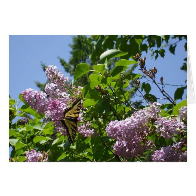 Butterfly från Lilac Bush Hälsningskort (Framsidan Horizontal)