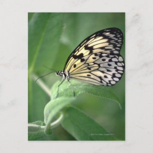 Butterfly från löv vykort