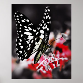 Butterfly från Red Flower Poster