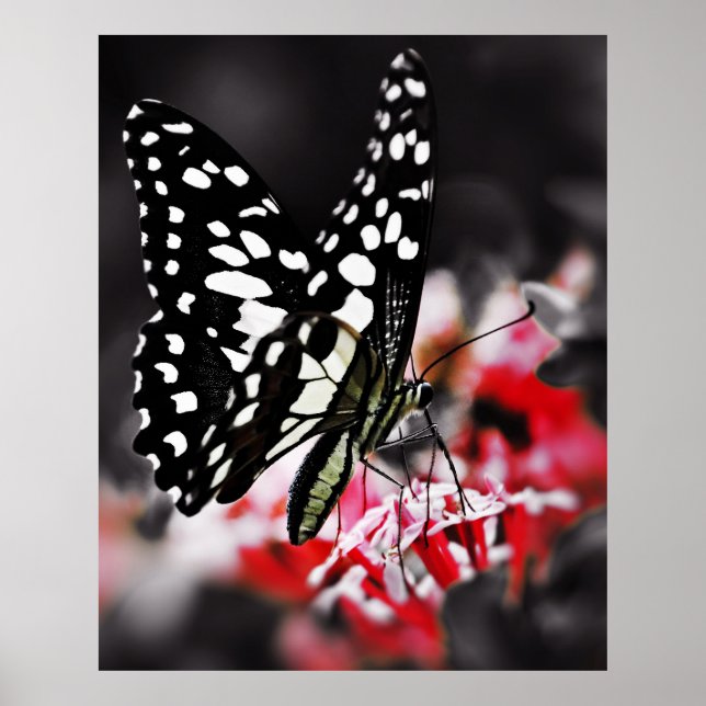 Butterfly från Red Flower Poster (Framsidan)