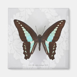 Butterfly från tapet magnet