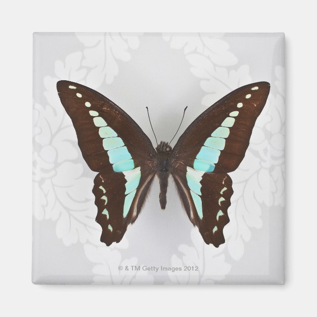 Butterfly från tapet magnet (Framsidan)